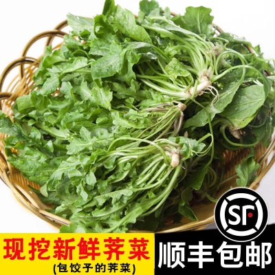 4斤新鲜荠菜【现挖】推荐
