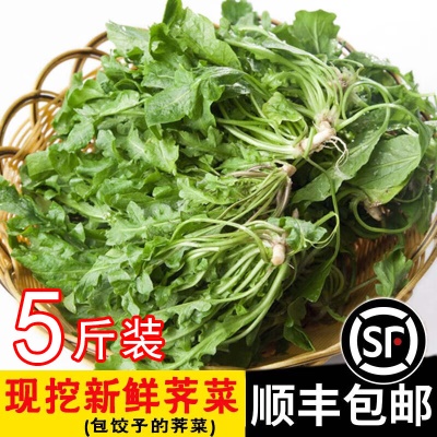 5斤新鲜荠菜【现挖】推荐