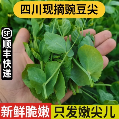 【顺丰快递】4斤