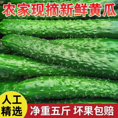 新鲜现摘黄瓜3斤装